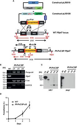 Generation of a Genetically Modified Chimeric Plasmodium falciparum Parasite Expressing Plasmodium vivax Circumsporozoite Protein for Malaria Vaccine Development